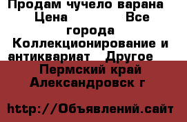 Продам чучело варана. › Цена ­ 15 000 - Все города Коллекционирование и антиквариат » Другое   . Пермский край,Александровск г.